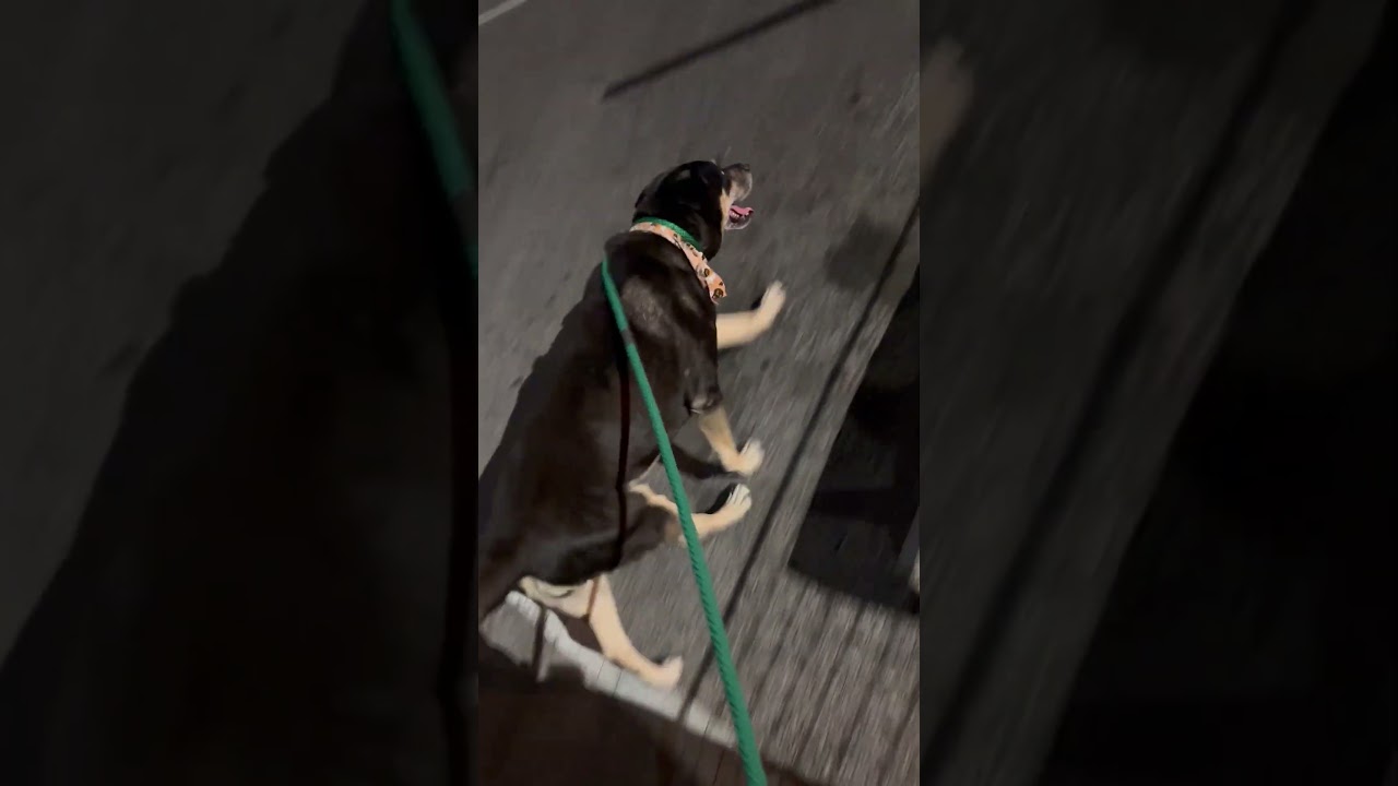 Enlarge Georgina, a Adoptable mixed breed in Philadelphia, PA video 6/6
