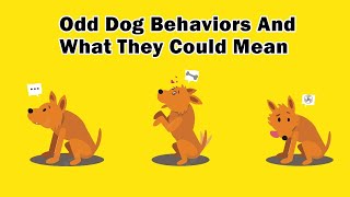 Top 10 Odd Dog Behaviors And What They Could Mean