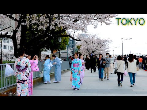 Cherry Blossom in Down Town Tokyo 2023【隅田川】 | #explorejapan #japan #4k