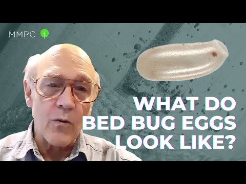 3rd YouTube video about are bed bug eggs hard or soft