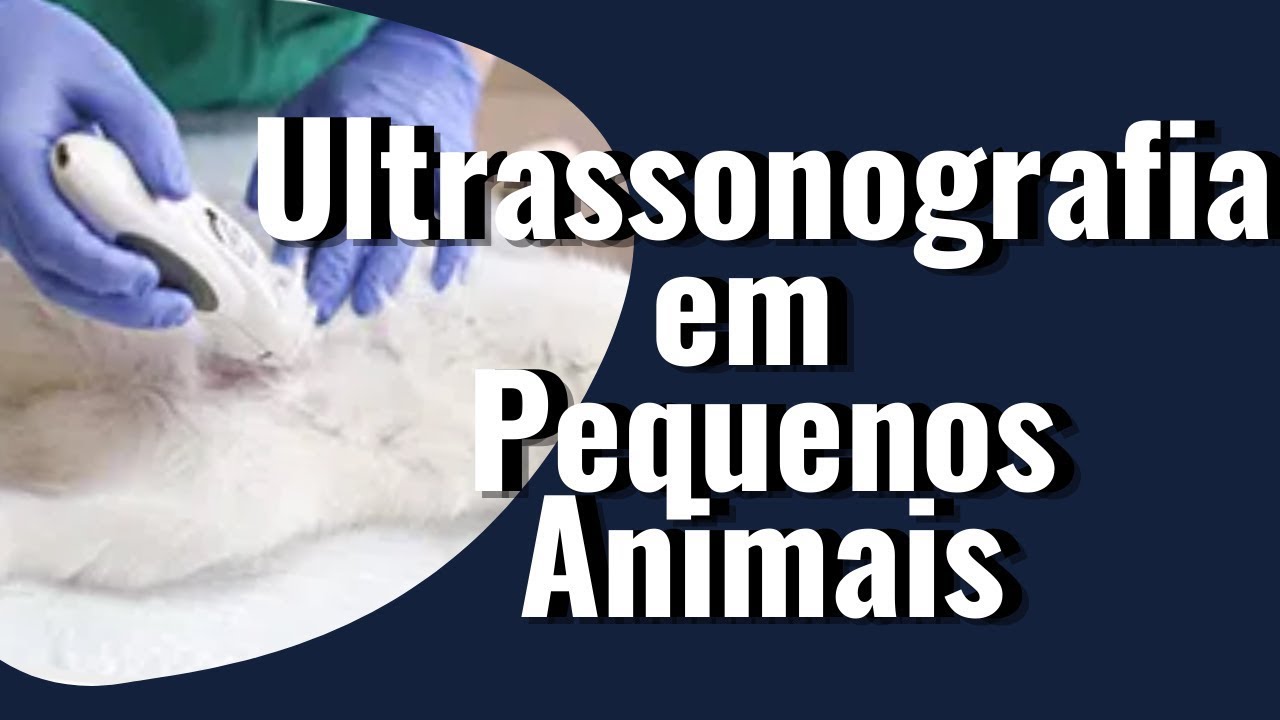 Ultrassonografia veterinária em pequenos animais.   Aula 1