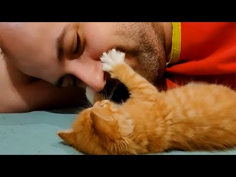 Sweetie Cats Showing Love To Their Owner By Respectful And Cute Actions