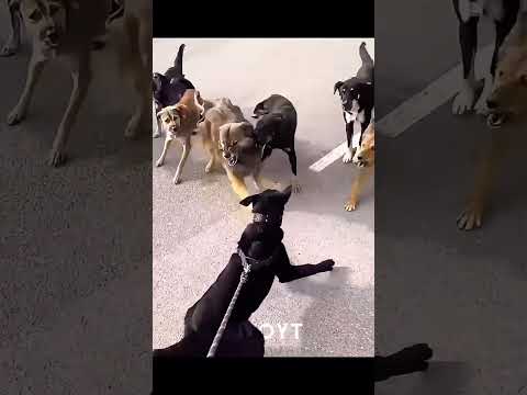 sabse Khatarnak dog 🐶🐕 #edit 🐕🐶 #funny #motivation #nivedya ki #comedy #facts #animals #automobile