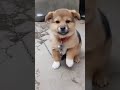 Viral Video Cute Pappy Pappy Pappy Dog ‍ ‍