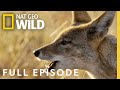The Pale Pack Full Episode Savage Kingdom