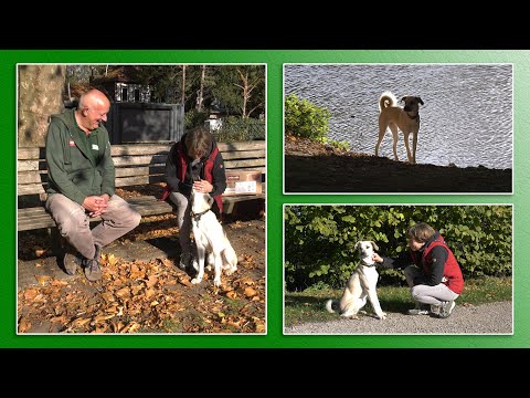 Happy End für Cem | TierheimTV Hannover