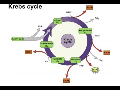 The Kreb cycle made easy