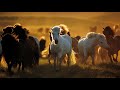 WILD HORSE Running Free The Majestic Wild Horses