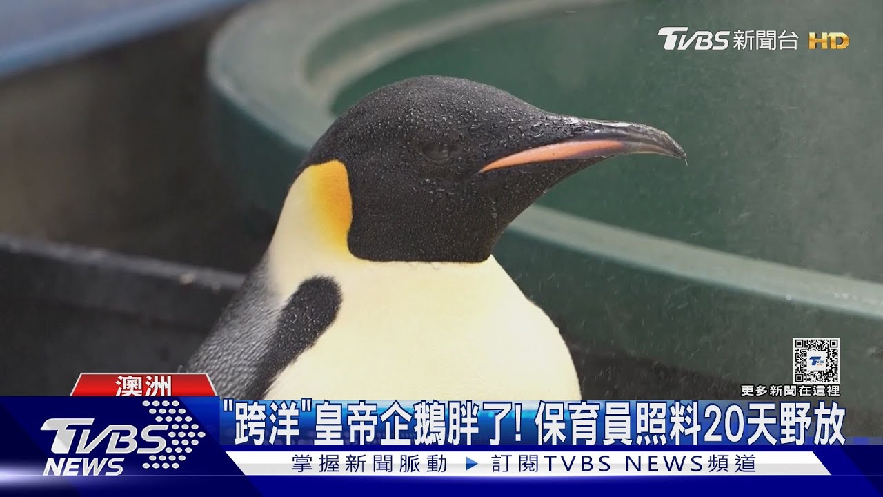 20天跨洋之旅結束!GPS壞掉 皇帝企鵝返大自然前胖3公斤