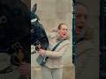 Royal Guard Horse BITES DOWN Horse Guards Royal Guard Kings Guard Horse London 2024