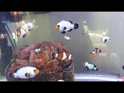 The end of my successful clownfish breeding experiment.