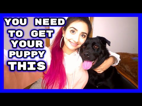 THINGS TO PURCHASE FOR YOUR PUPPY (TREATS, CLOTHING & MORE)