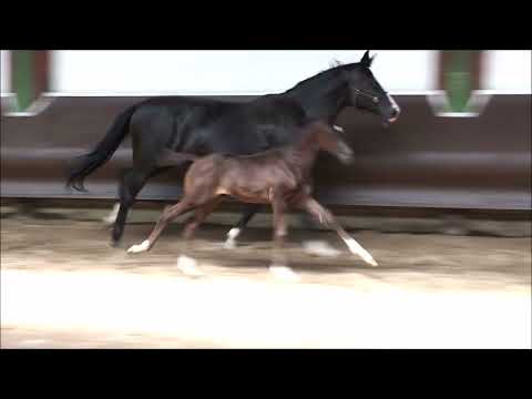 Hengstfohlen v. Total Diamond x Dimaggio x Royal Dance