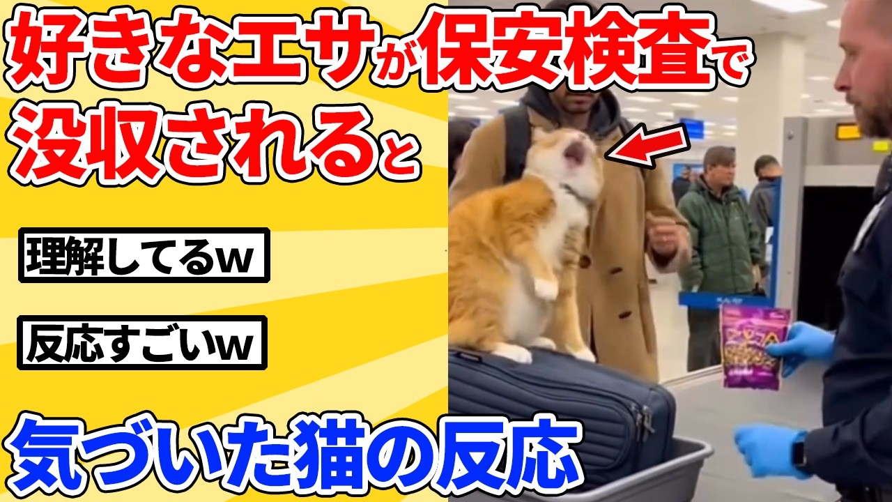 【2ch動物スレ】好きなおやつが保安検査で没収されると思った猫の反応ｗｗｗｗｗ