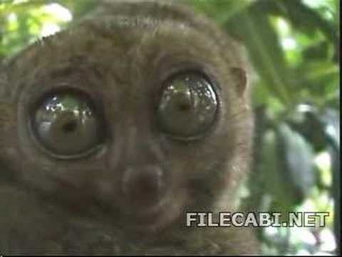 funny animal with big eyes :D
