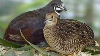 Download lagu Suara pikat burung puyuh batu/pipikau ampuh 100% mp3 Download lagu Suara pikat burung puyuh batu/pipikau ampuh 100% mp3