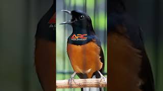 Download lagu NEMBAK LOVEBIRD PUANJANG mp3