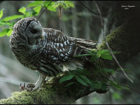 Barred Owl & the Crayfish