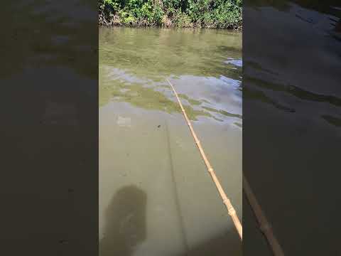 Rio do Peixe região de Nova Crixás Goiás #pescaria #barcopesqueiro #pesca #pescacombambu #rioaragua