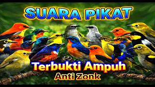 Download lagu Terbukti Ampuh! Suara Pikat Burung Kecil 1–7 KHz Bikin Nempel & Turun mp3