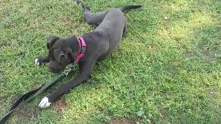 Video preview image #1 American Pit Bull Terrier-Labrador Retriever Mix Puppy For Sale in Chandler, AZ, USA