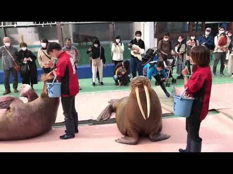 Be amazed by the over 1,200 species of marine life at Toba Aquarium.