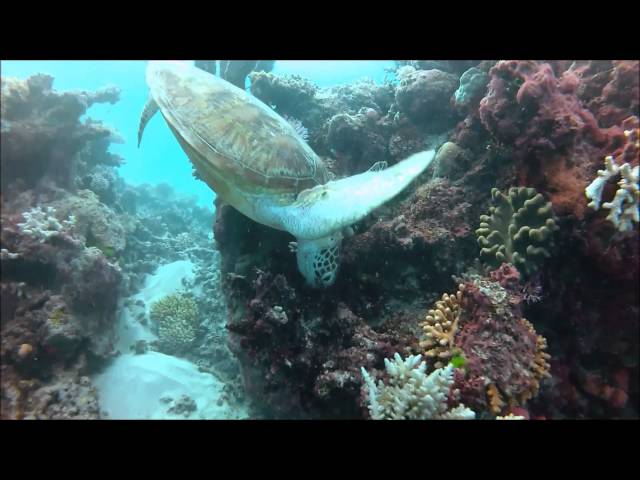 Scuba Dive the Great Barrier Reef - Flynn
