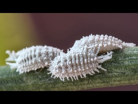 KILLS EVERYTHING | Aphid, Cochineal, Ant, Caterpillar, White Fly, Mite, Trips | Don't Spend Anything