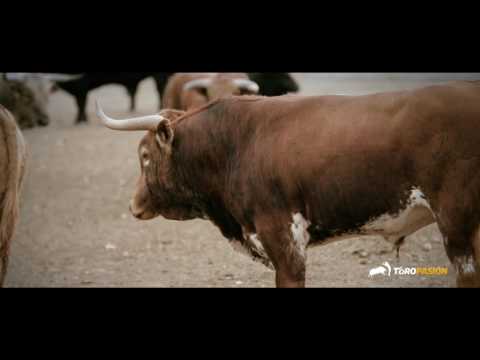 Toropasión - El Corte Puro frente al Campeonato de España en Valladolid (Promo)