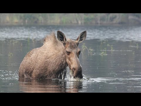 Video Thumbnail: Moose makes surprise visit to Vilnius city centre