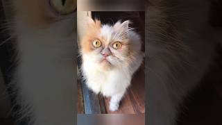 Funny animals 2023😆 - Funniest Cats and Dogs Video🐕🐈340 #shorts