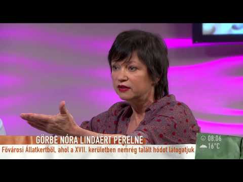 Görbe Nóra 15 évi jogdíjért pereskedik - 2015.05.14. - tv2.hu/mokka