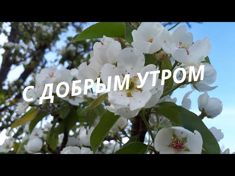 С Добрым утром. Доброе утро. Отличного дня.