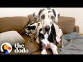 Great Dane Tries To Win Over A Tiny Kitten | The Dodo