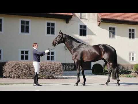 Haupt- und Landgestüt Schwaiganger - Beau Rivage