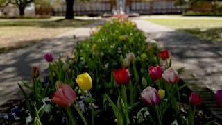 In Case You Missed It: Spring Tulips in Full Bloom