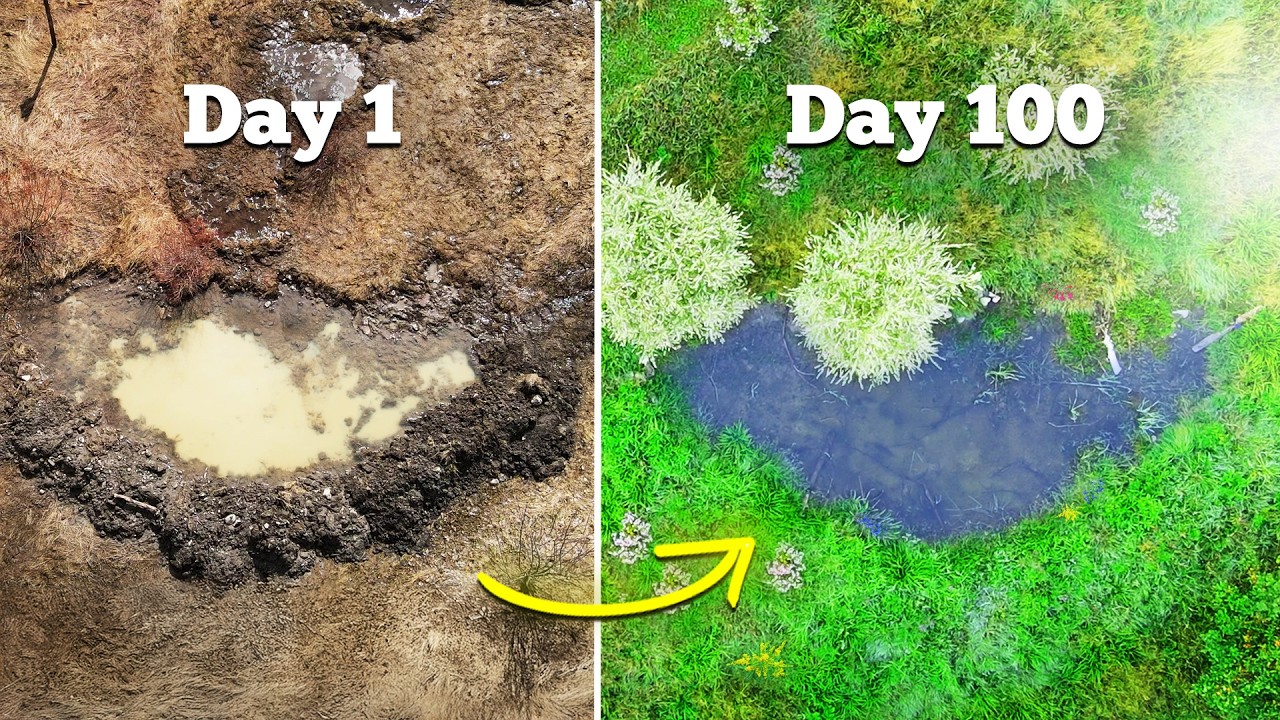 I Built a Wildlife Pond (6-Month Transformation)