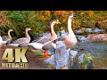 Feeding Geese On A River Featuring Black Swans Pekin Ducks Mallards Nature Relaxation Video