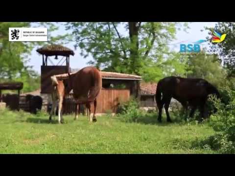 Оn the trail of Rhododendron ponticum