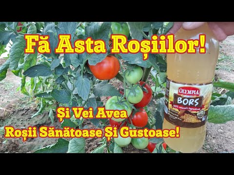 Water Your Tomatoes With This Food Product And You Will Have Big Healthy And Tasty Fruits