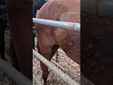 Herrando a las yeguas Nancito Remedios provincia de Chiriqui