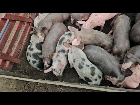 Feira dos suínos da Vila Folha Miúda Craíbas Al, dia 14/06/2026.