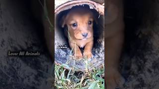 Puppies hiding in the cold