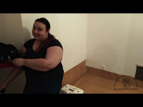 Vznik kočičího azylu v Ostravě