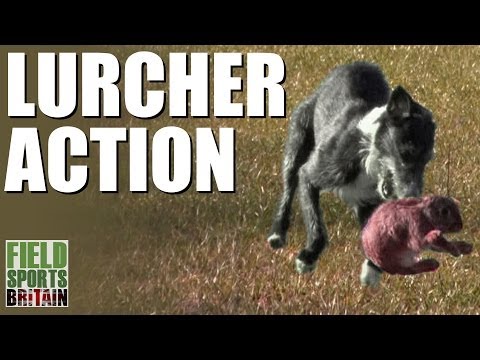 Fieldsports Britain – Lurcher action Fieldsports Britain – Lurcher action