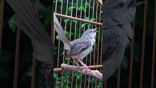 Download lagu cigun gacor suara alam#shorts mp3 Download lagu cigun gacor suara alam#shorts mp3