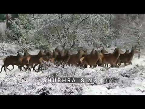 DO ANIMALS HAVE SEXUAL ORIENTATION ? | Day 190 |