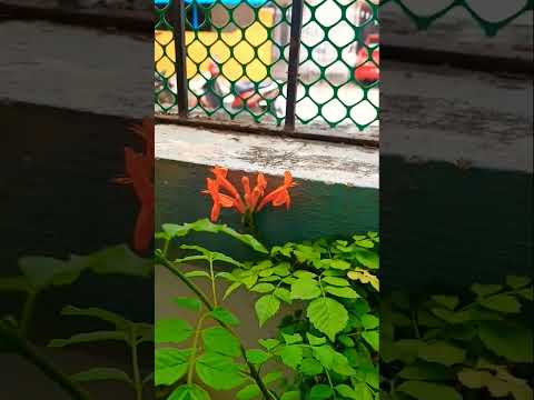 Beautiful Tecoma flowers in Full Bloom🌸🥰🤩#Ashvika's doodles#gardening#beautifulflowers