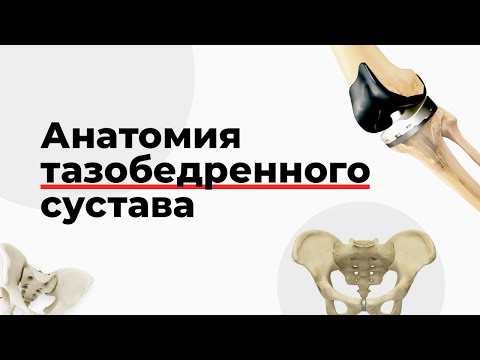 Анатомия тазобедренного сустава