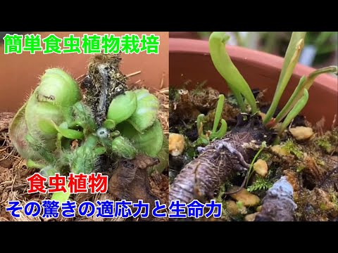 オオカミ サラダを食べる白い虫を駆除する方法